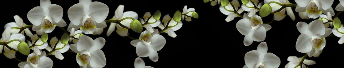 skinali 2668